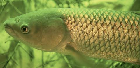 Asian Grass Carp