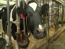 Water Beds  Cows on Dairies Pamper Cows With Massages  Waterbeds   Wxow News 19 La Crosse