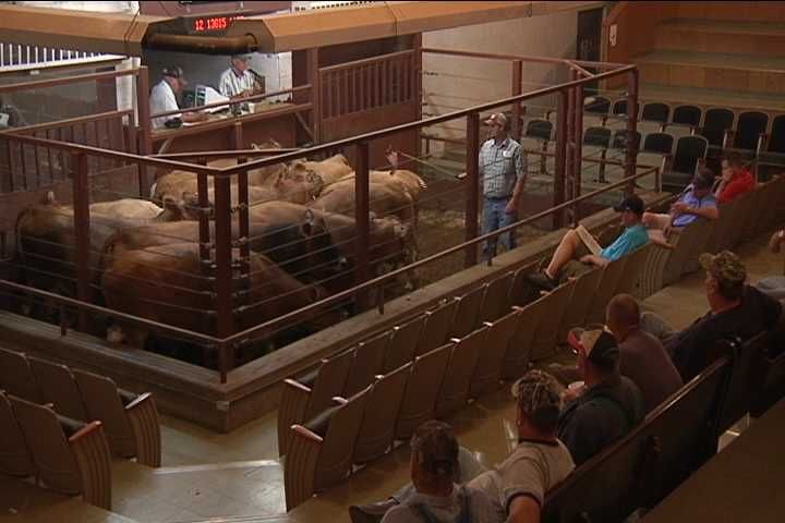 Drought affects local cattle sales - WXOW News 19 La Crosse, WI ... Drought affects local cattle sales - WXOW News 19 La Crosse, WI ...